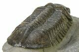 :Large, Very Inflated Struveaspis Trilobite - Jorf, Morocco #323381-5
